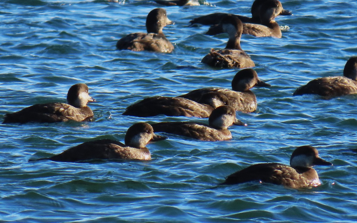 Black Scoter - Jim Sweeney