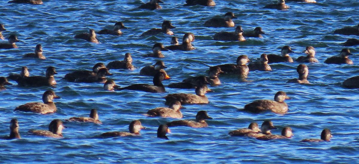 Black Scoter - ML612198478