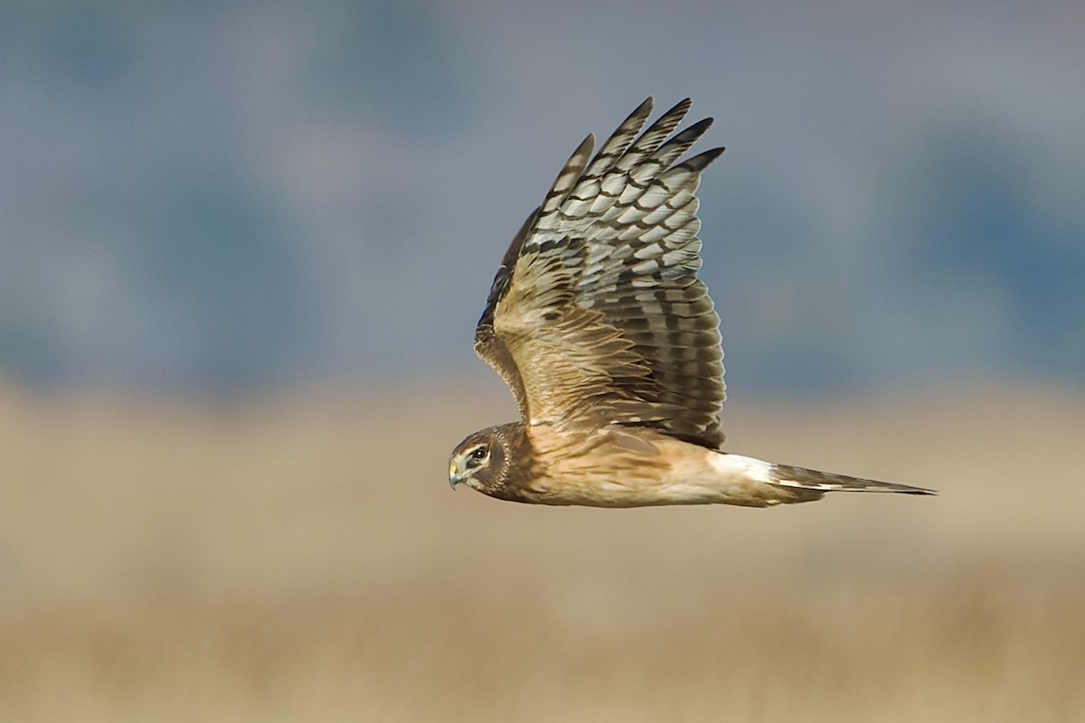 Northern Harrier - ML612198535