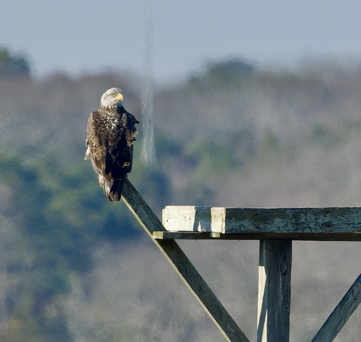 Bald Eagle - Ralph Bruno