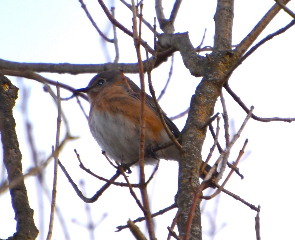 Eastern Bluebird - ML612198595