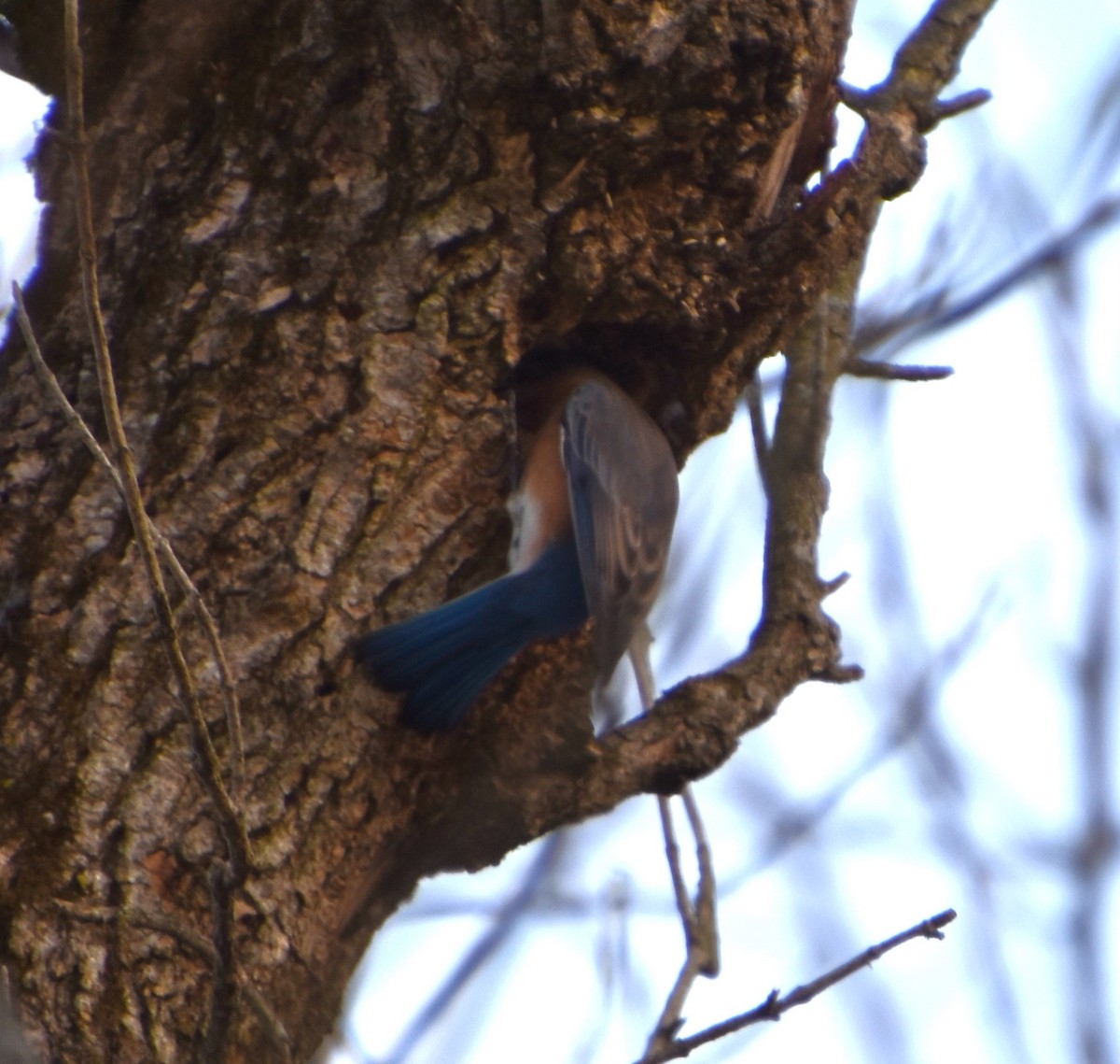 Eastern Bluebird - ML612198603