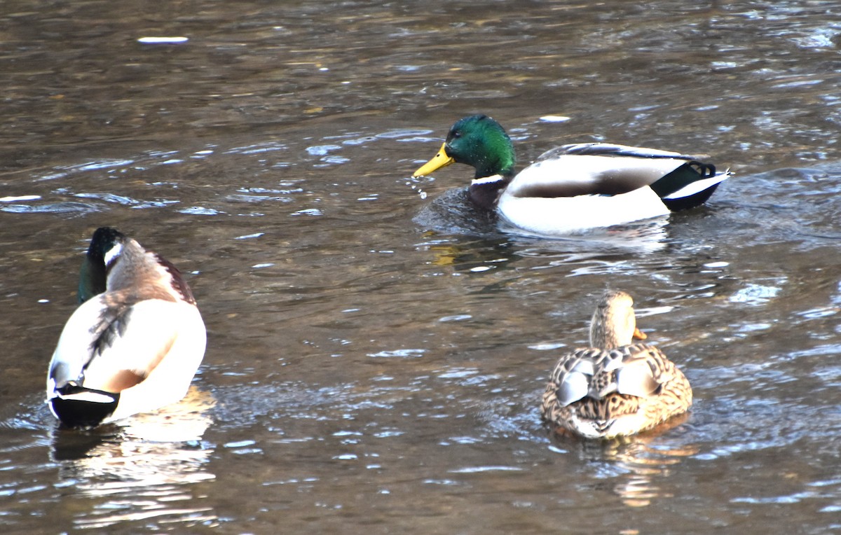 Canard colvert - ML612198656