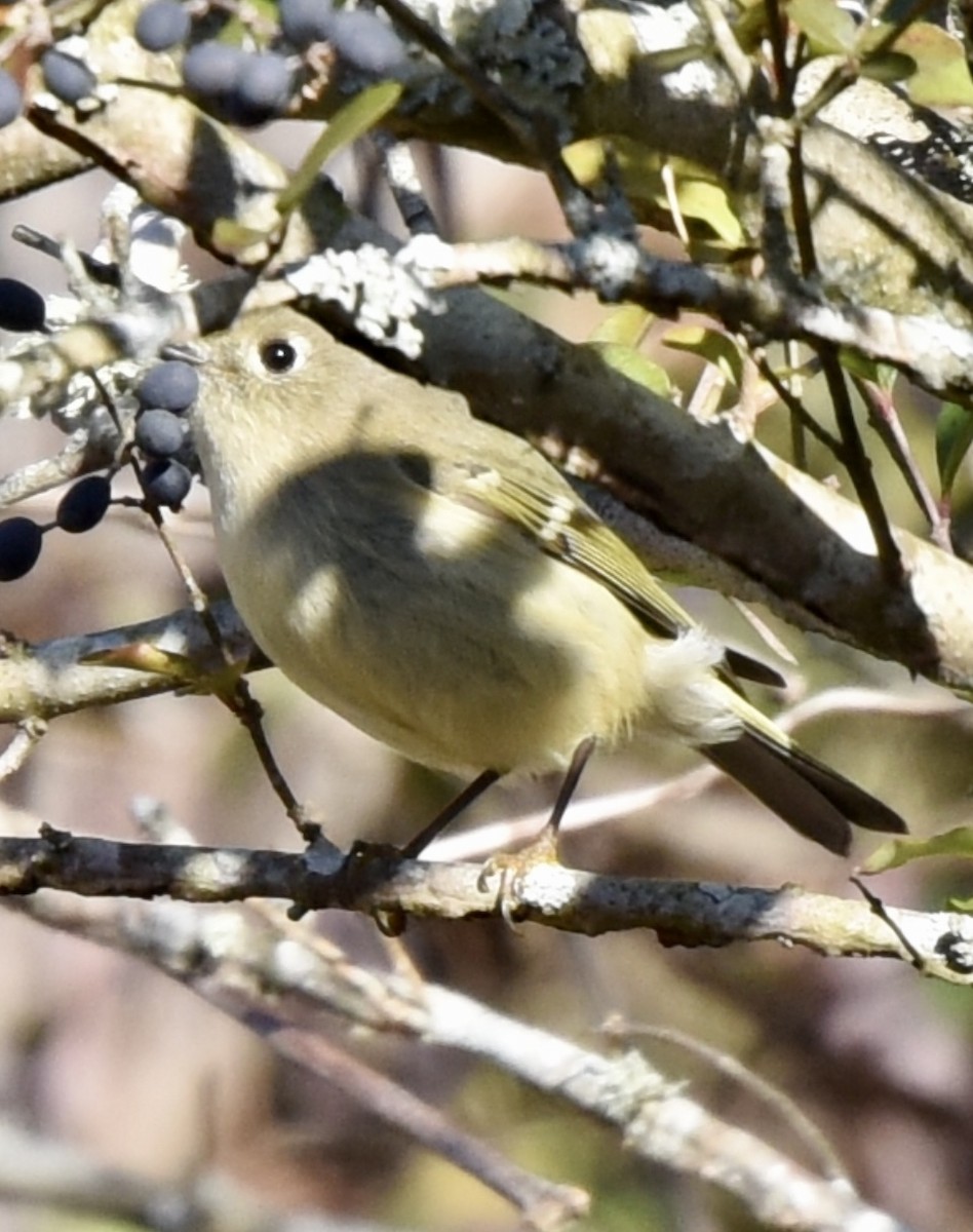 Ruby-crowned Kinglet - Theresa Edwards
