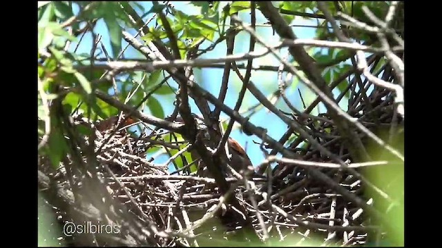 Sooty-fronted Spinetail - ML612198946