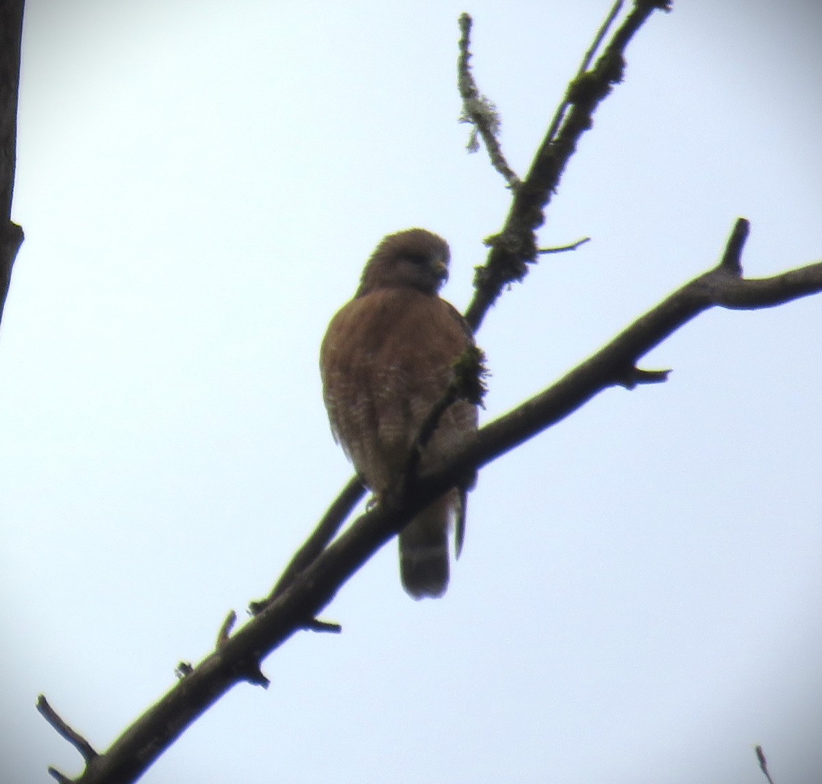 Red-shouldered Hawk (elegans) - Michael Long