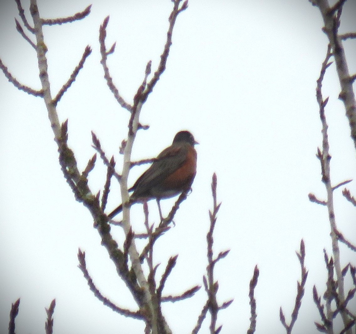 American Robin - ML612199040