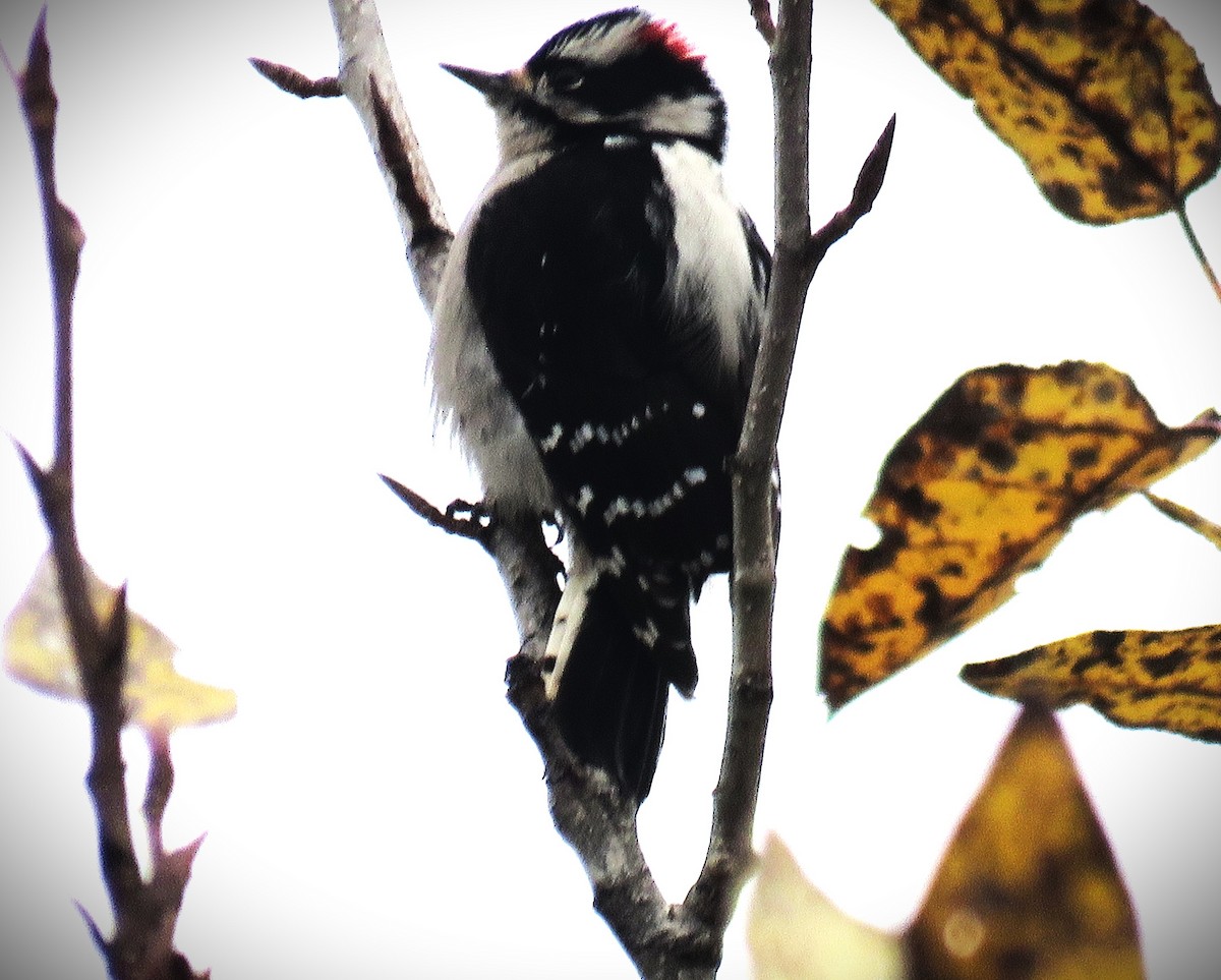 Downy Woodpecker - ML612199102