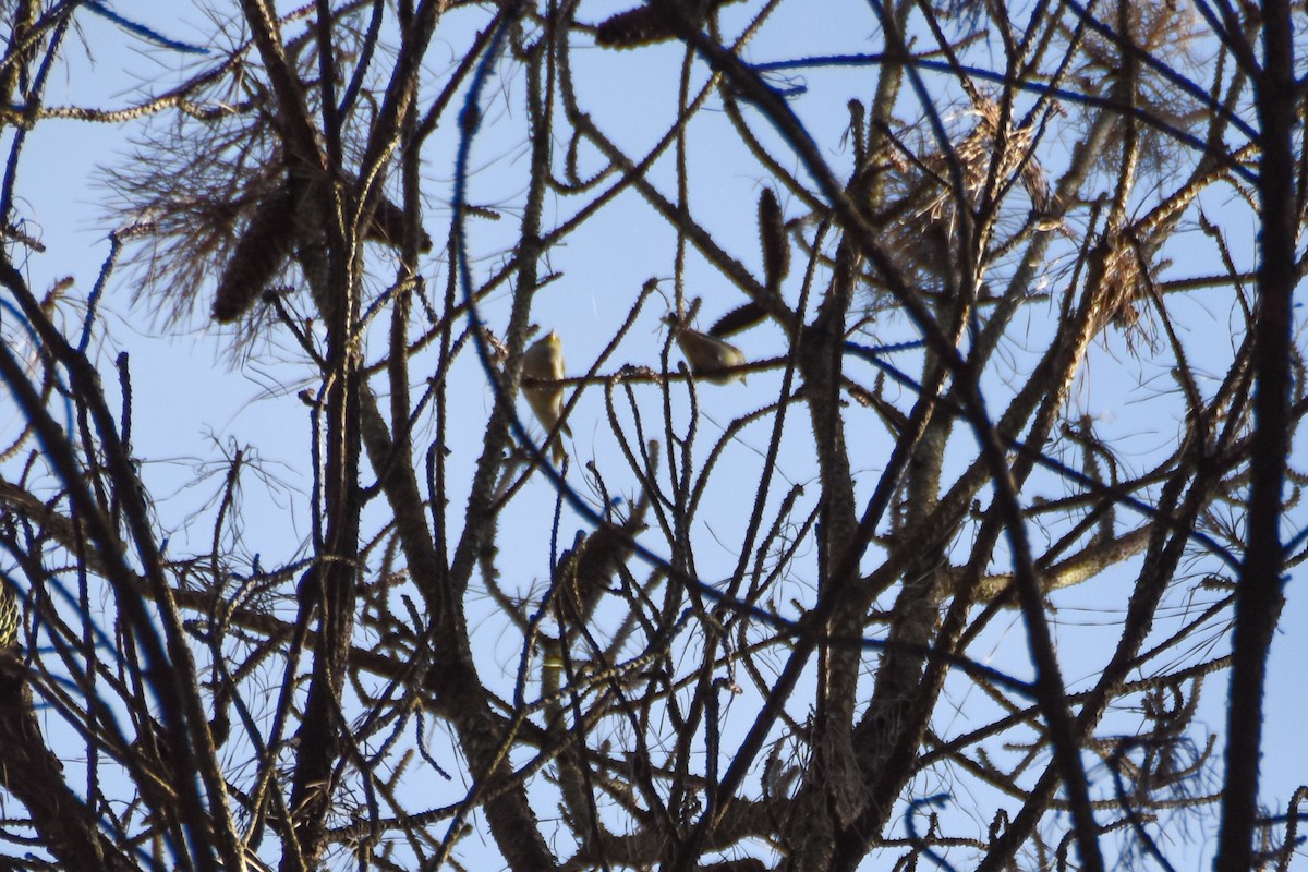 Pine Warbler - ML612199160