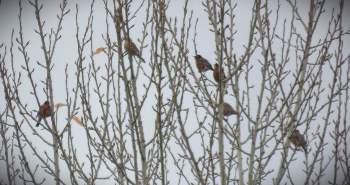 American Robin - Michael Long