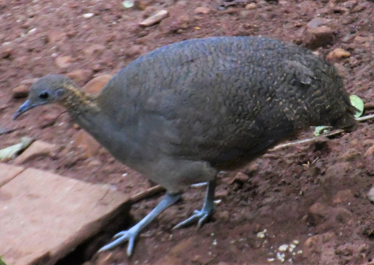 Solitary Tinamou - Charlotte Pavelka & Doug Reitz