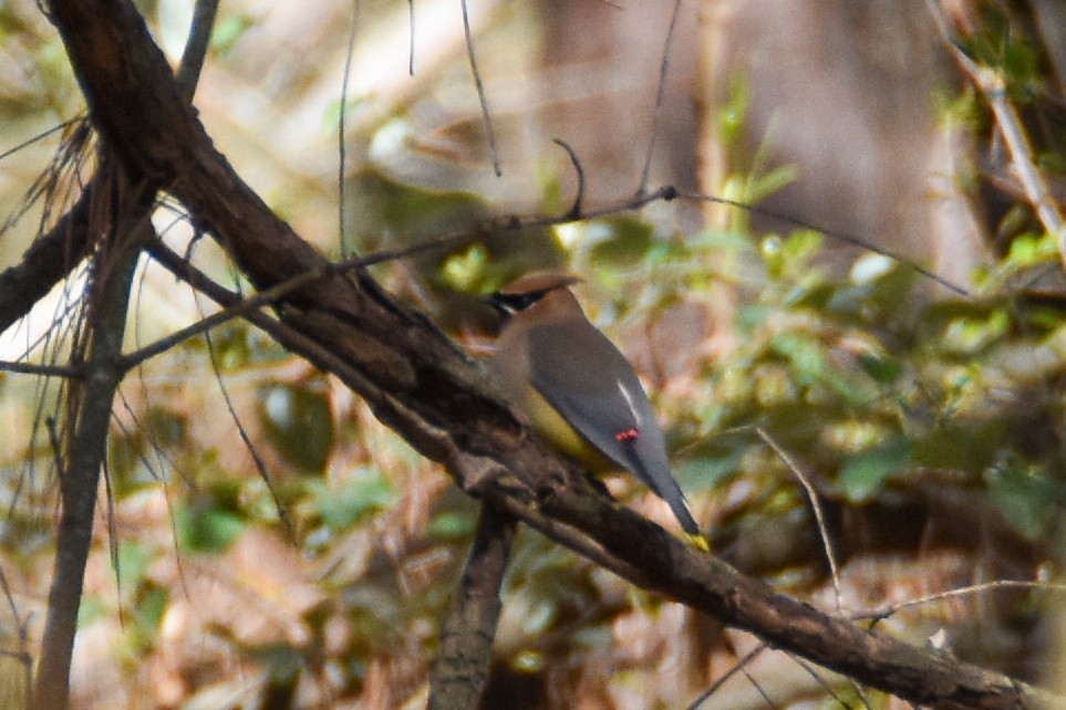 Cedar Waxwing - ML612199210