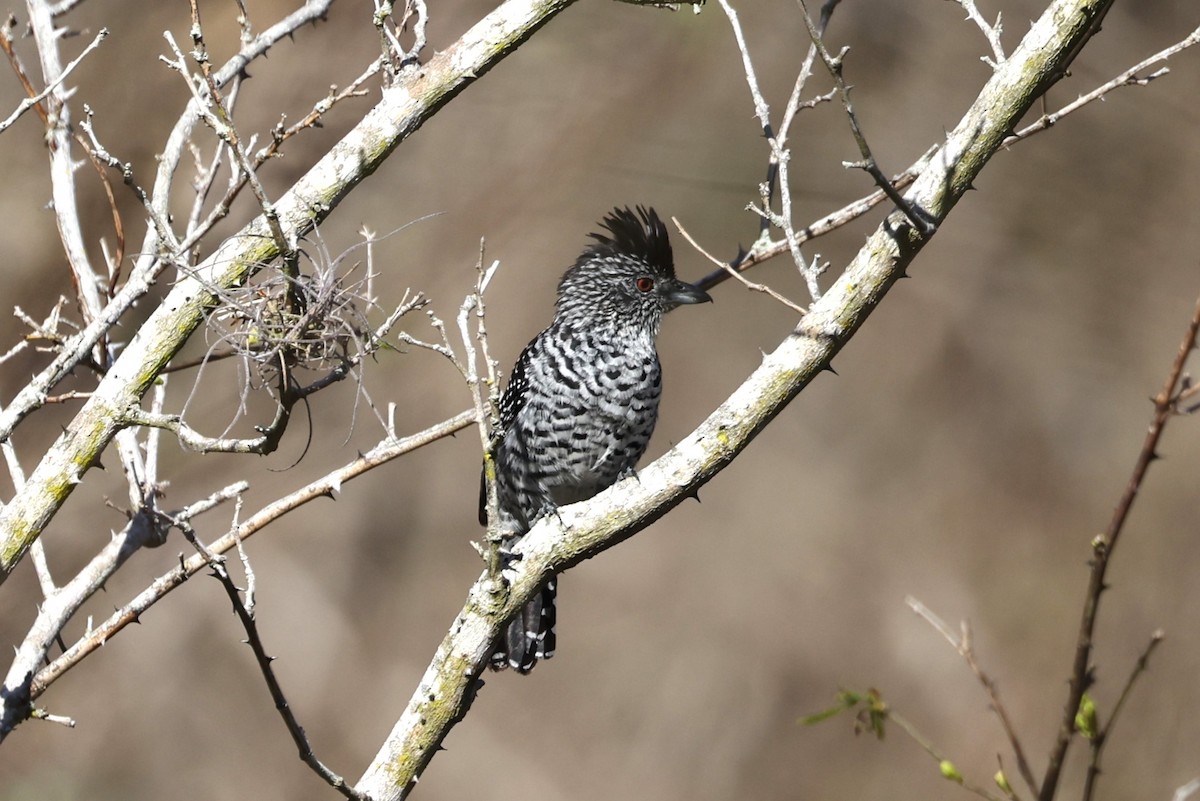 Barred Antshrike (Caatinga) - ML612199238