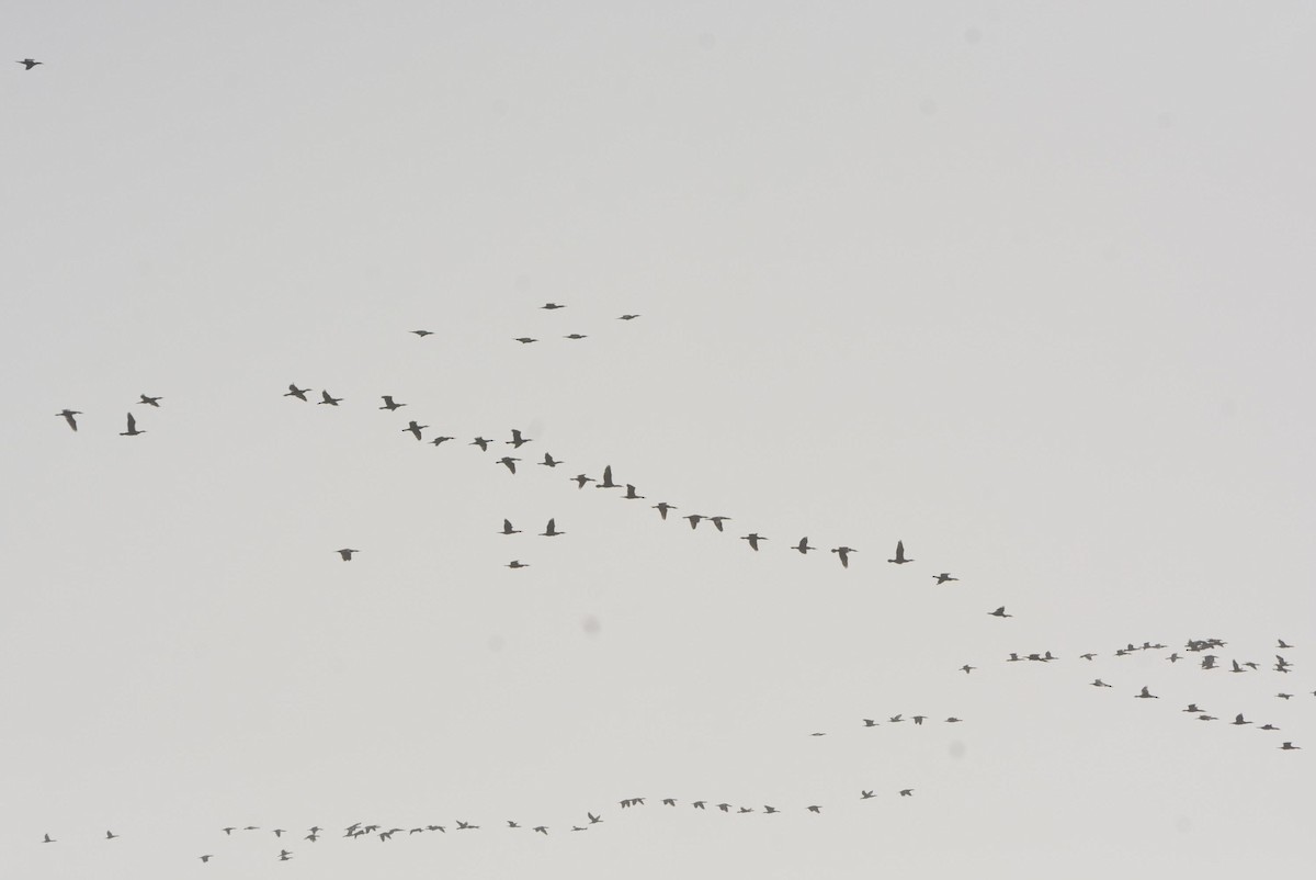 Great Cormorant (Eurasian) - ML612199275