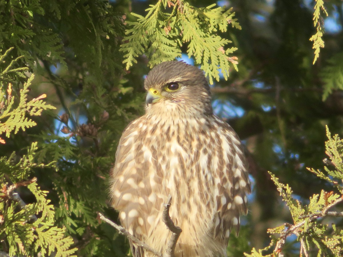 Merlin - ML612199297