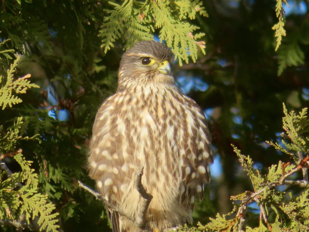 Merlin - ML612199298