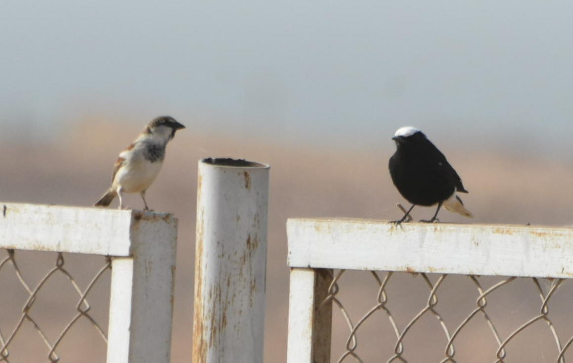 White-crowned Wheatear - ML612199300