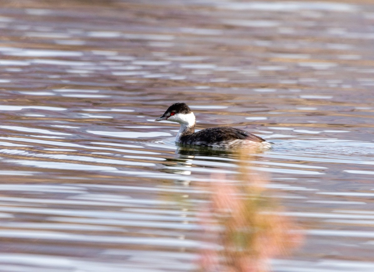 Horned Grebe - ML612199334