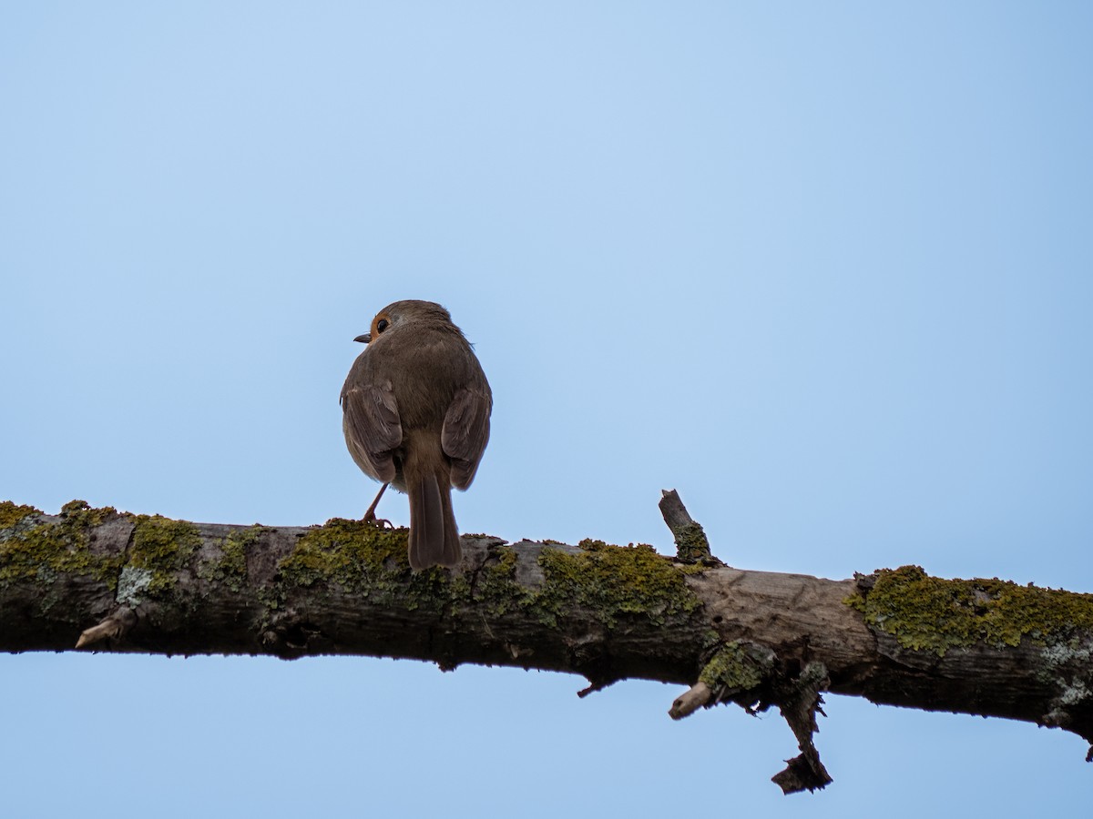 European Robin - ML612199409