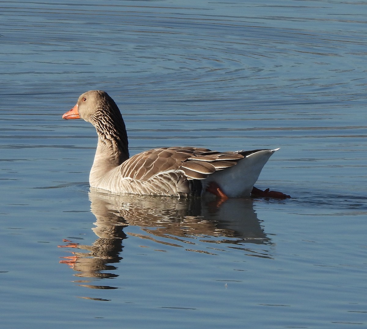 Graylag Goose (Domestic type) - ML612199413