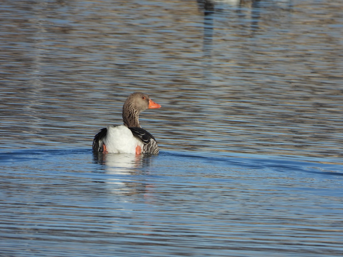 Graylag Goose (Domestic type) - ML612199414