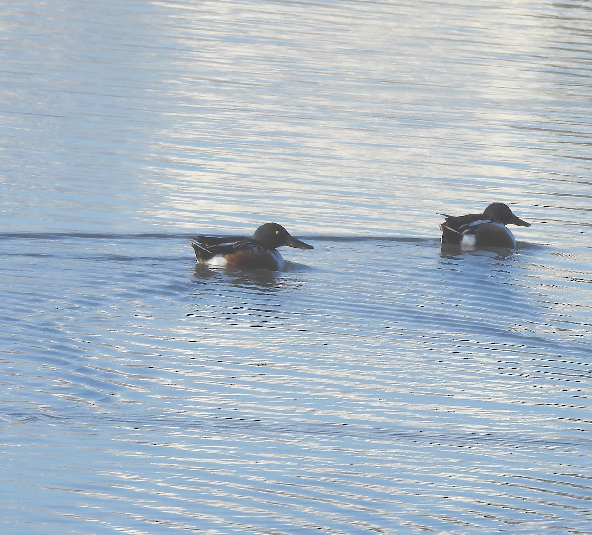 Northern Shoveler - Rachel LeBlanc