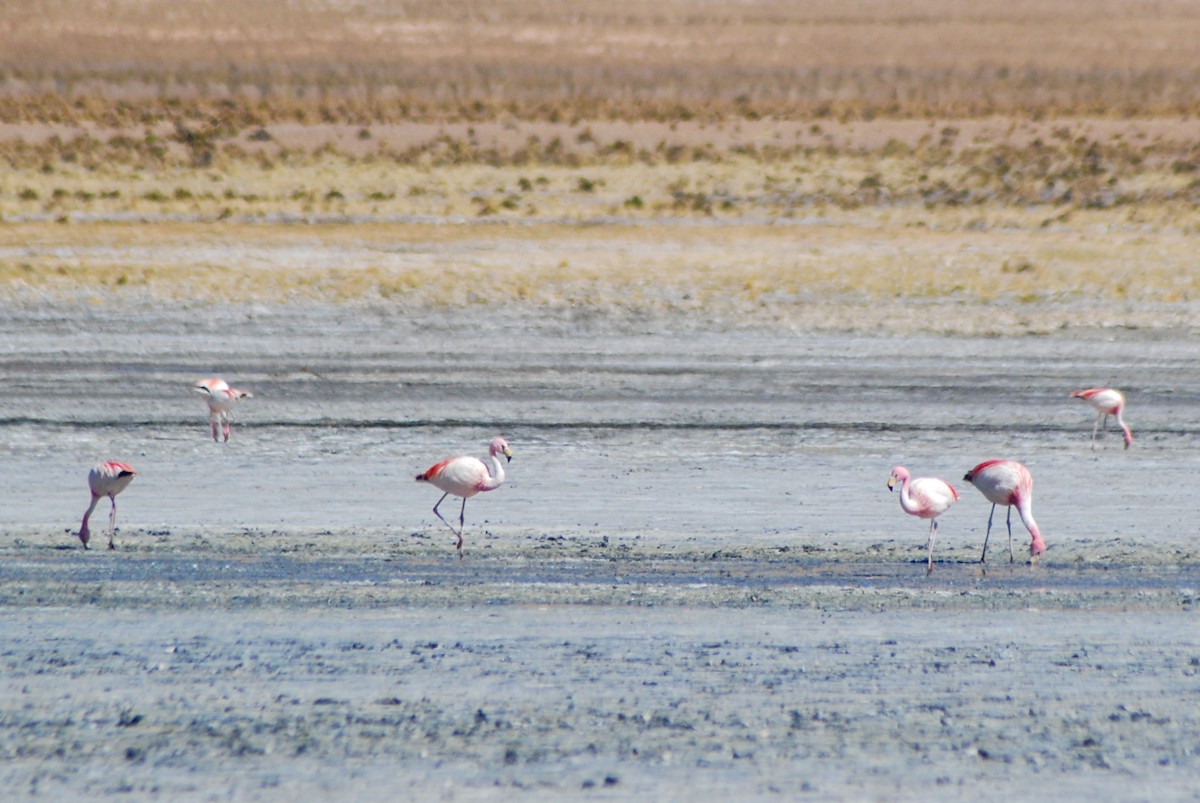 Puna Flamingosu - ML612199752