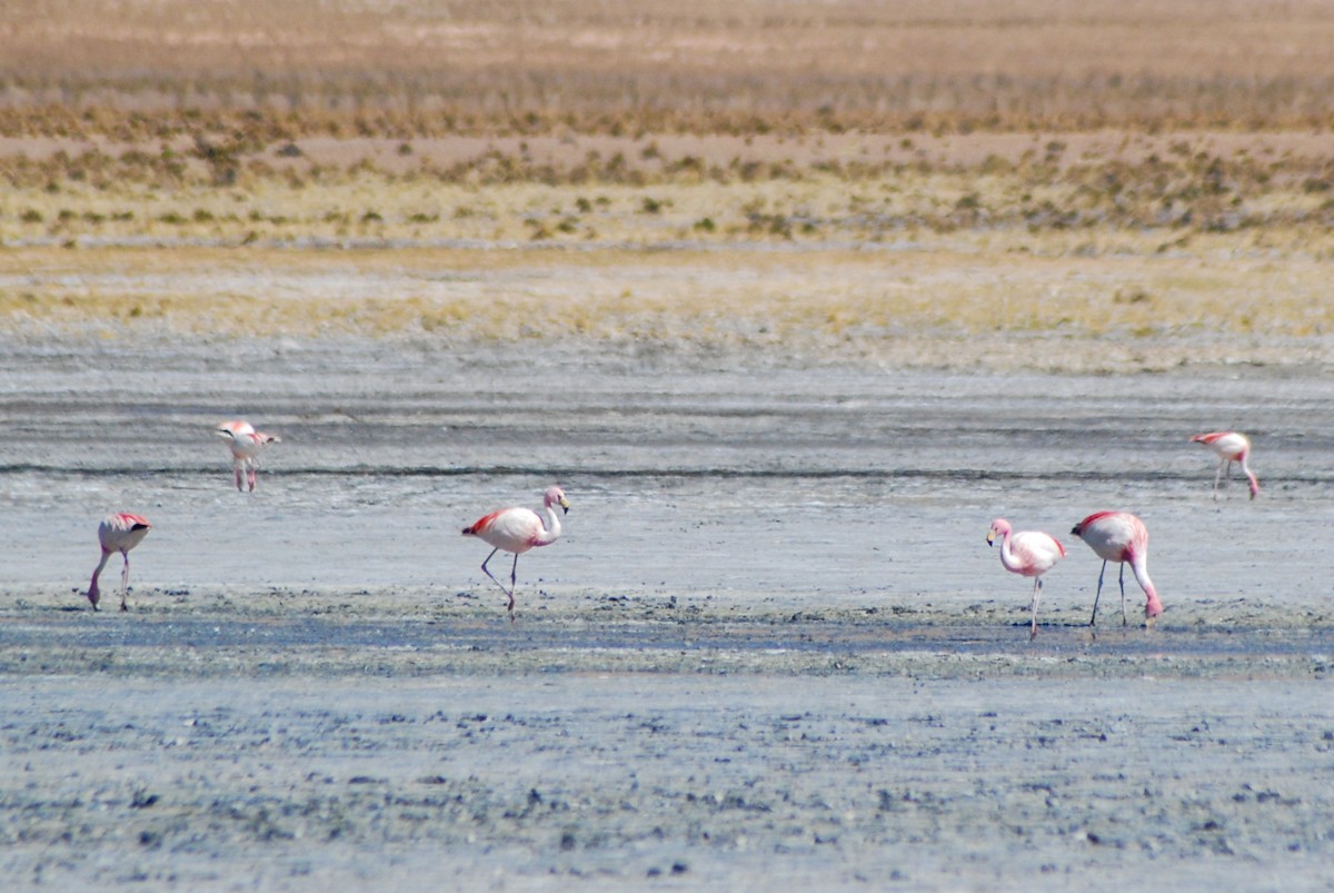 James's Flamingo - ale gutierrez