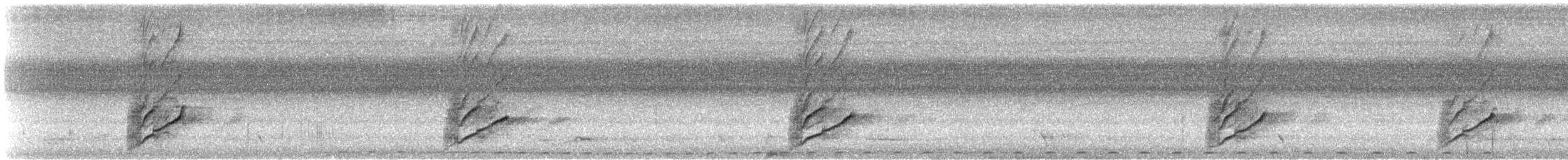 blåmaskehonningeter (cyanotis gr.) - ML612199755