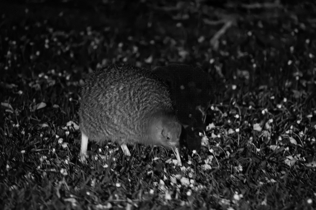 Little Spotted Kiwi - ML612199788