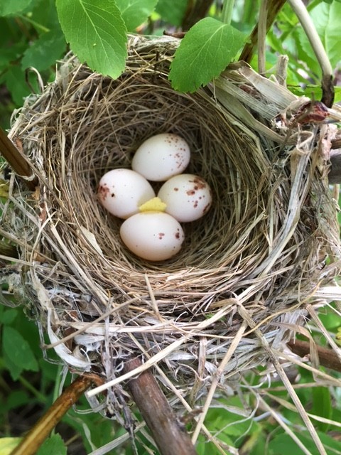 Alder Flycatcher - ML61219981