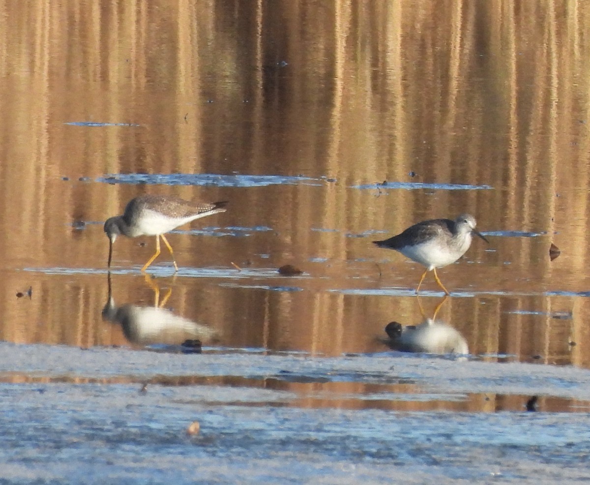 Greater Yellowlegs - ML612199820