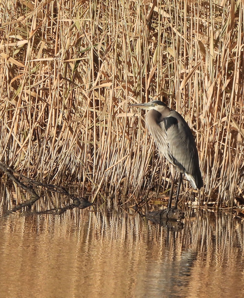 Garza Azulada - ML612199828