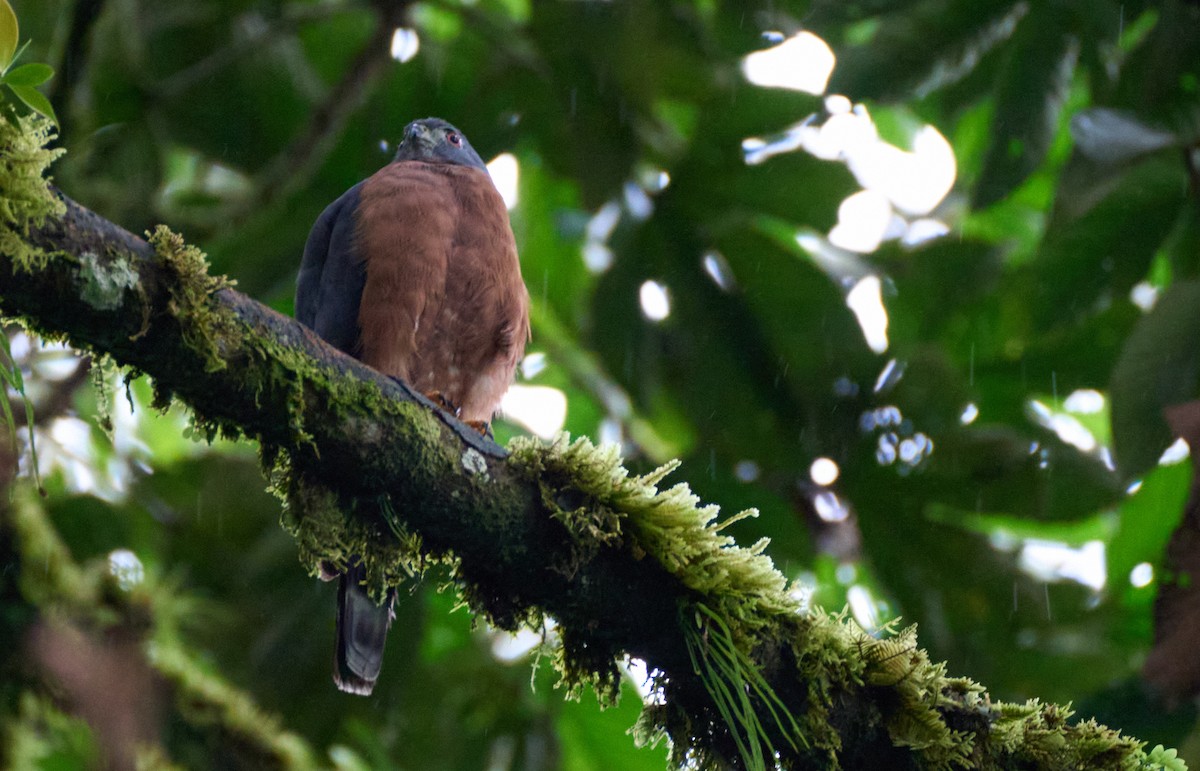 Double-toothed Kite - ML612199837