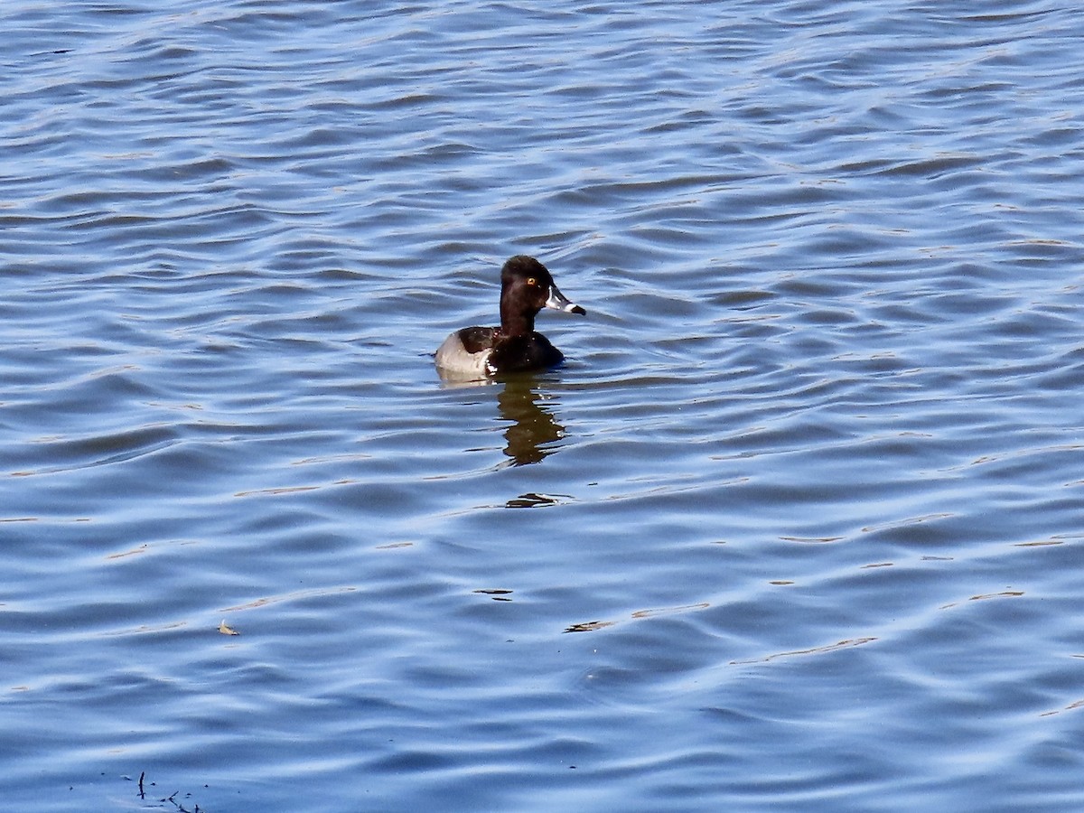 Ring-necked Duck - ML612199845