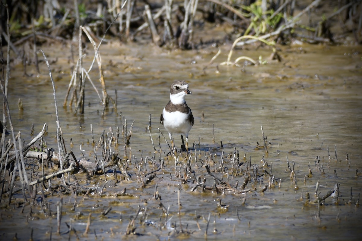 Semipalmated Plover - ML612199949