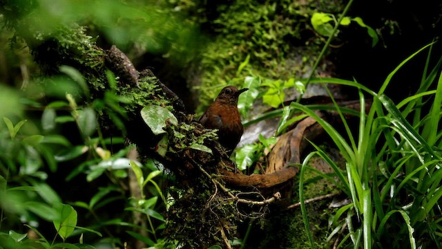 Sclérure à poitrine rousse - ML612199999