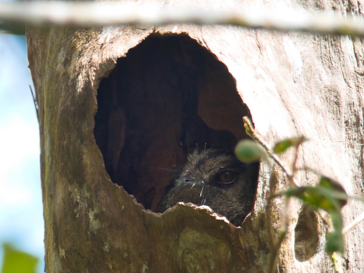 Barred Owlet-nightjar - ML612200020