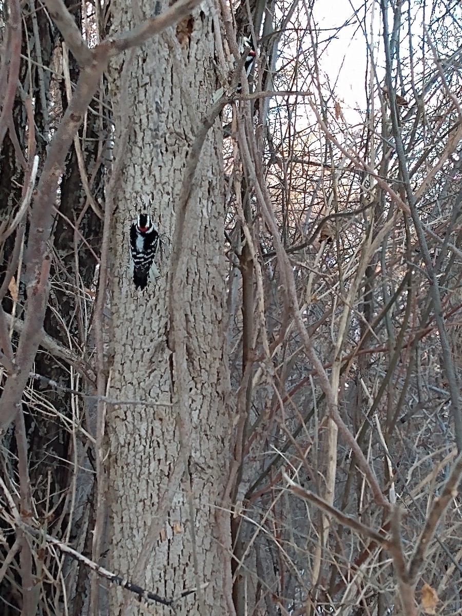 Downy Woodpecker - ML612200061