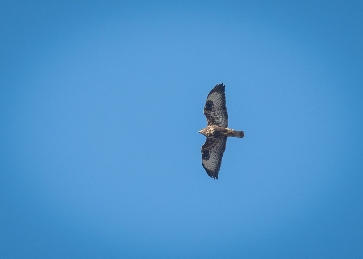 Common Buzzard - ML612200111