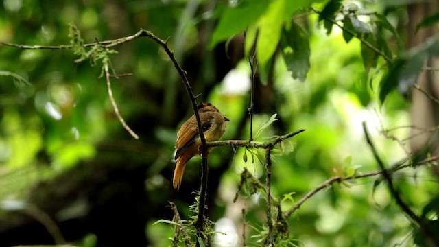 Porte-éventail de Swainson - ML612200117