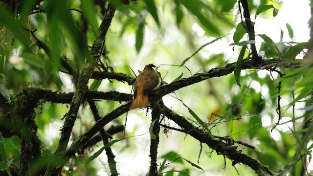 Porte-éventail de Swainson - ML612200259