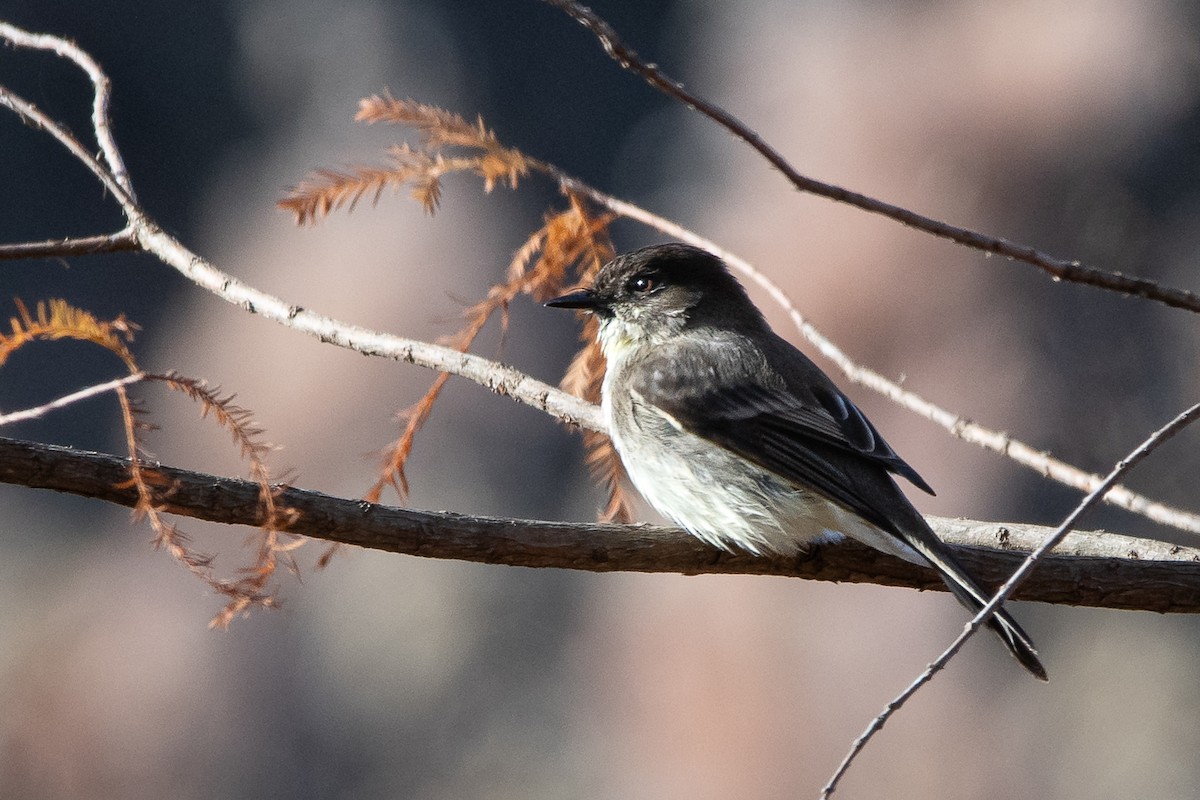 Eastern Phoebe - ML612200310