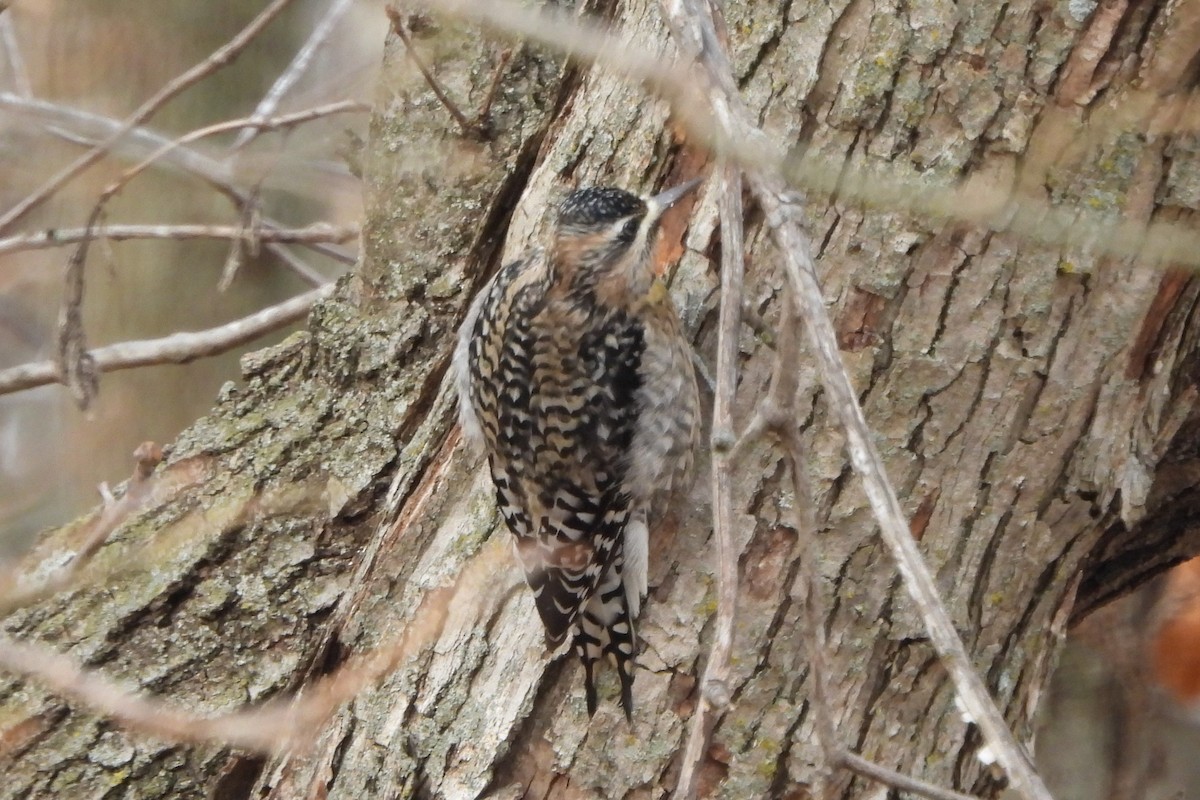 Yellow-bellied Sapsucker - ML612200367