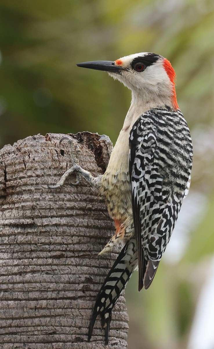 West Indian Woodpecker - Pavel Parkhaev