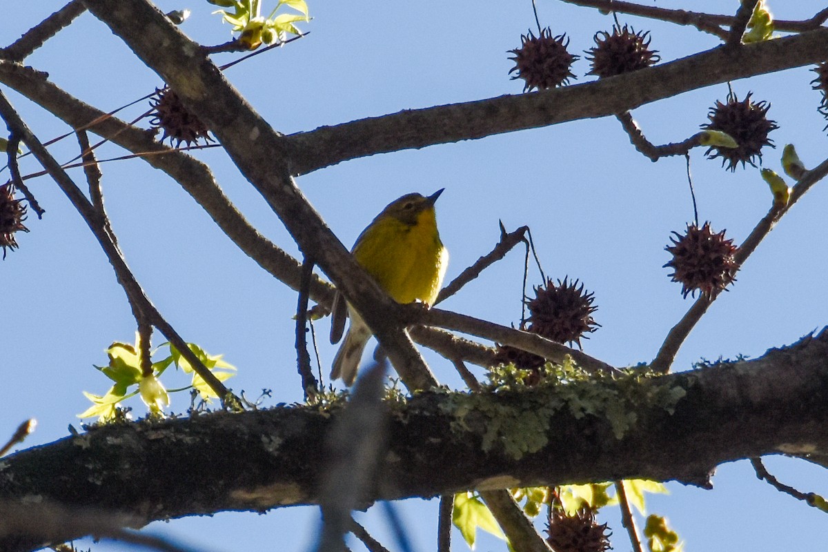 Pine Warbler - ML612200418