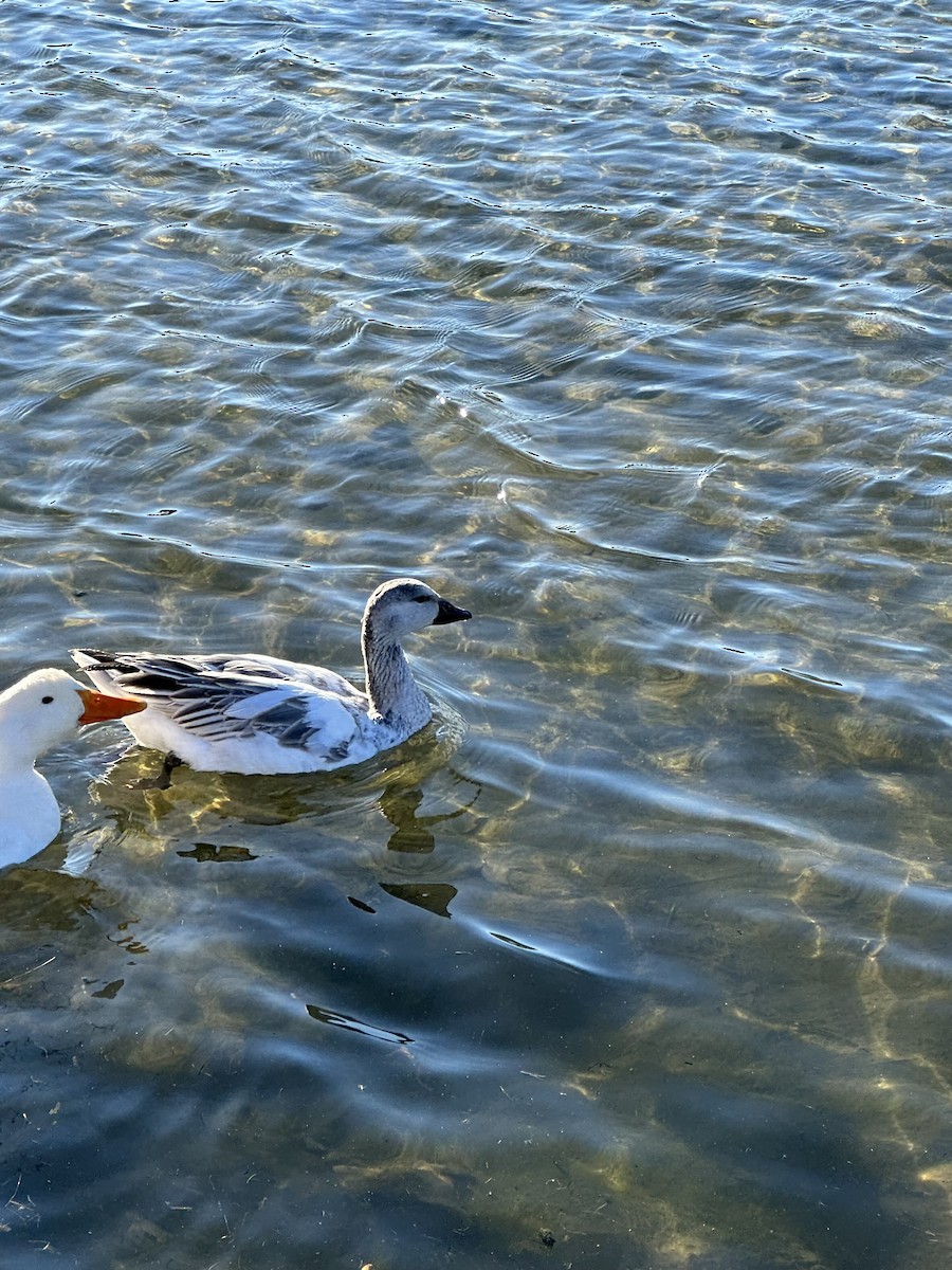 Snow Goose - Lily Casteen