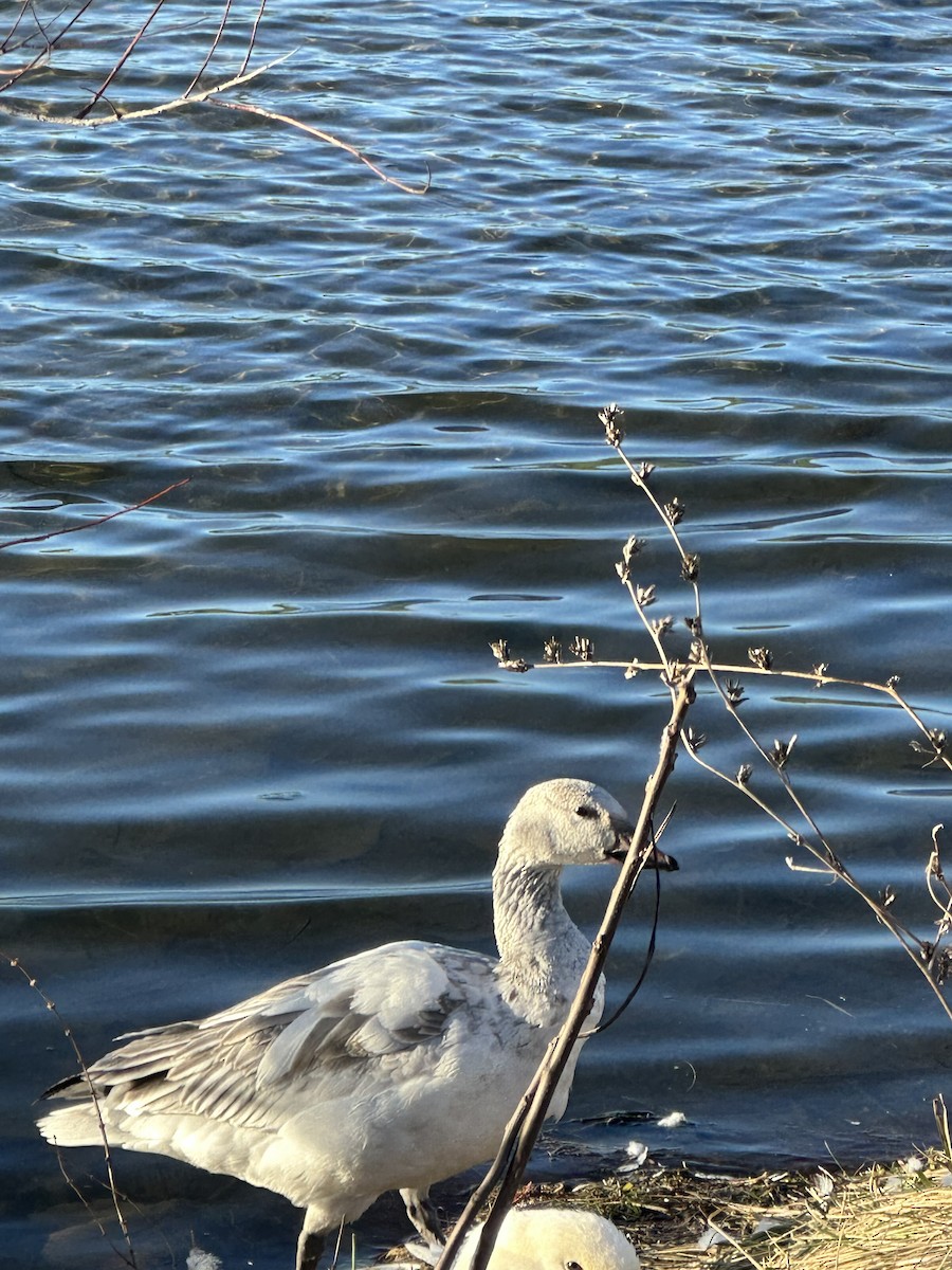 Snow Goose - ML612200483