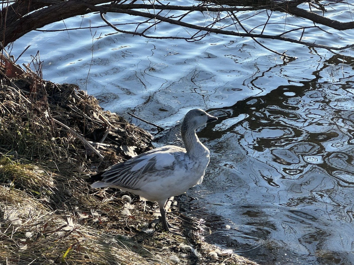 Snow Goose - Lily Casteen