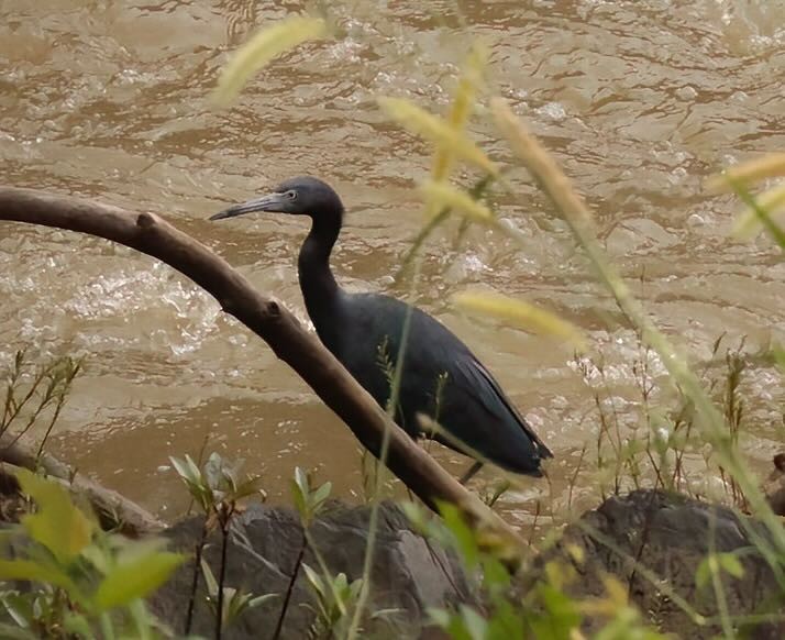 Little Blue Heron - ML612200646